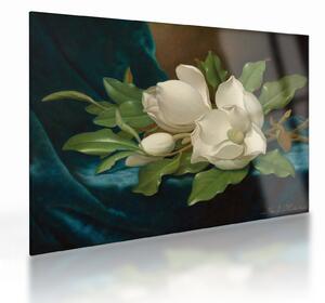 Sklenený obraz - Martin Johnson Heade, Giant Magnolias on a Blue Velvet Cloth, reprodukcia (70x50 cm)