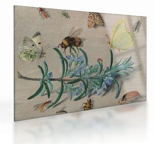 Sklenený obraz - Jan van Kessel the Elder, Insects and a Sprig of Rosemary, reprodukcia (70x50 cm)