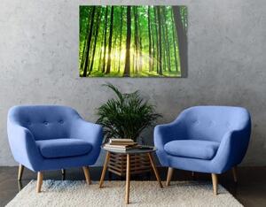 Obraz svieži zelený les - 60x40