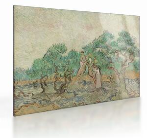 Sklenený obraz - Vincent van Gogh, The Olive Orchard, reprodukcia (70x50 cm)