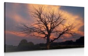 Obraz nádherný strom na lúke - 120x80