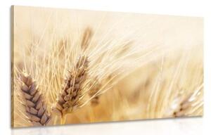 Obraz pšeničné pole - 90x60