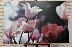 Obraz jarné tulipány v parku - 60x40