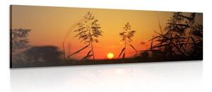 Obraz steblá trávy pri západe slnka - 120x40