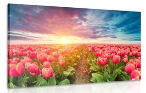 Obraz východ slnka nad lúkou s tulipánmi - 120x80