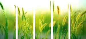5-dielny obraz steblá trávy v zelenom prevedení - 100x50