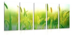 5-dielny obraz steblá trávy v zelenom prevedení - 100x50