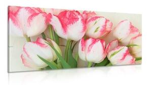 Obraz tulipány v jarnom nádychu - 100x50
