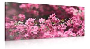 Obraz detailné kvety čerešne - 100x50
