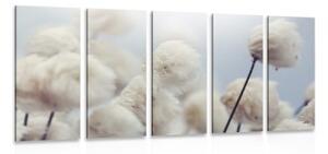 5-dielny obraz arktické kvety bavlny - 100x50