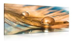 Obraz kvapka vody na zlatom pierku - 100x50