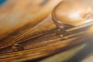 Obraz kvapka vody na zlatom pierku - 100x50