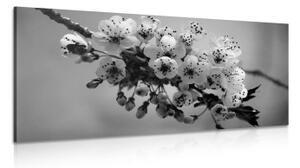 Obraz kvitnúci konárik čerešne v čiernobielom prevedení - 100x50