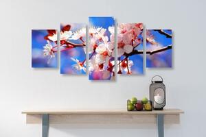 5-dielny obraz čerešňový kvet - 100x50