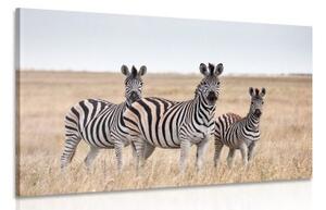 Obraz tri zebry v savane - 90x60