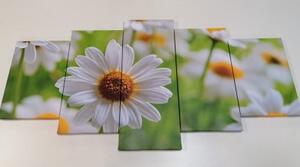 5-dielny obraz jarná lúka plná kvetov - 100x50
