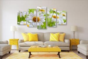 5-dielny obraz jarná lúka plná kvetov - 100x50