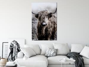 Obraz - Vysokohorská krava - sépia 40x60