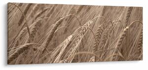 Obraz - Zlaté pole (120x50 cm)