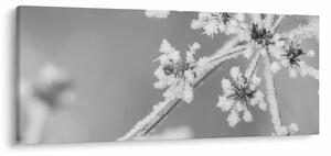 Obraz - Zamrznutá rastlina (120x50 cm)