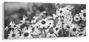 Obraz - Kopretiny (120x50 cm)