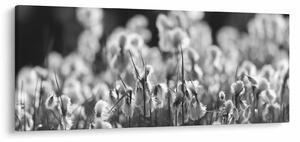 Obraz - Letná lúka (120x50 cm)
