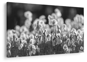 Obraz - Letná lúka (90x60 cm)