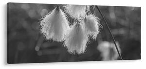Obraz - Cottongrass (120x50 cm)
