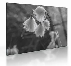 Sklenený obraz - Cottongrass (70x50 cm)
