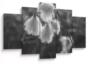 Obraz - Cottongrass (150x105 cm)