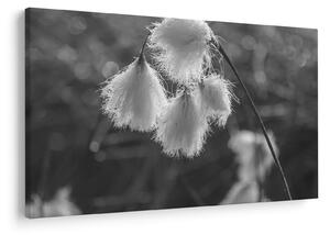 Obraz - Cottongrass (90x60 cm)