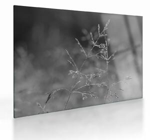 Sklenený obraz - Vidiecka lúka (70x50 cm)