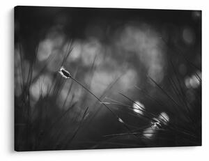 Obraz - Lúčna tráva (70x50 cm)