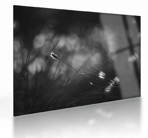 Sklenený obraz - Lúčna tráva (70x50 cm)