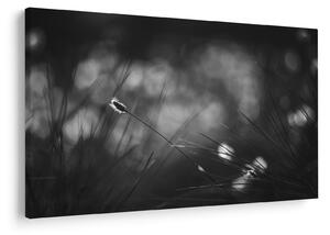 Obraz - Lúčna tráva (90x60 cm)