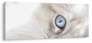 Obraz - Mačka s modrými očami (120x50 cm)