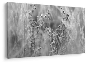 Obraz - Divoká lúka (90x60 cm)