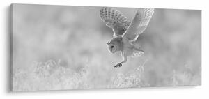 Obraz - Sova v poli (120x50 cm)