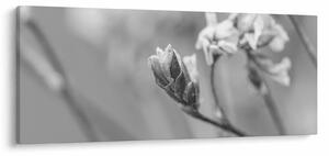 Obraz - Rozkvitnutý kvet (120x50 cm)