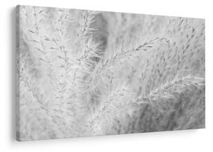 Obraz - Pampas grass N⁰1 (90x60 cm)