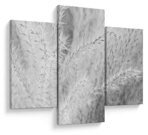 Obraz - Pampas grass N⁰1 (90x60 cm)