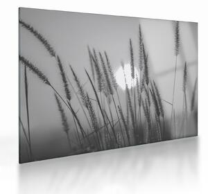 Sklenený obraz - Lúka pri západe slnka (70x50 cm)