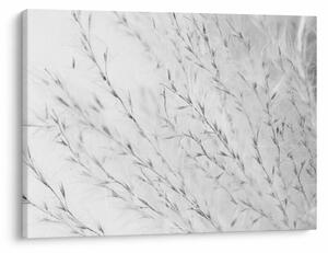 Obraz - Pampas grass N⁰2 (70x50 cm)