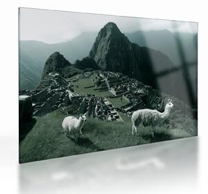 Sklenený obraz - Lamy na Machu Picchu v Peru (70x50 cm)