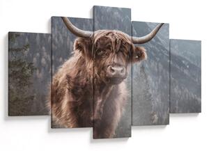 Obraz - Highlander krava (150x105 cm)