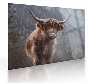 Sklenený obraz - Highlander krava (70x50 cm)