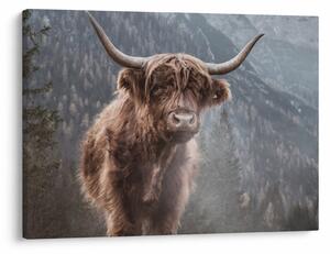 Obraz - Highlander krava (70x50 cm)