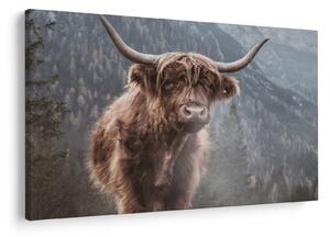 Obraz - Highlander krava (90x60 cm)