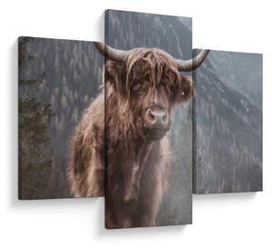 Obraz - Highlander krava (90x60 cm)