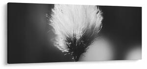 Obraz - Čiernobiely cottongrass (120x50 cm)